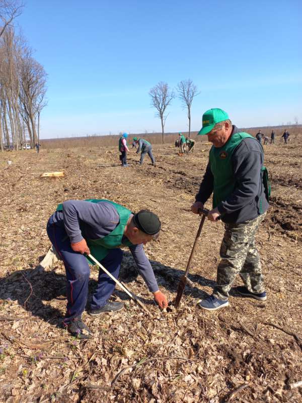 Триває весняна посадка лісу – гаряча пора для лісівників Вінниччини