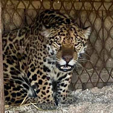 У вінницькому зоопарку переселенці – уссурійська тигриця та ягуар