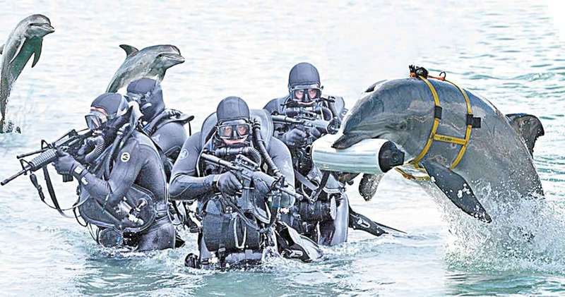 Військові дельфіни, яких тренували розробленою у Вінниці програмою, не підкорились ворогу в Криму