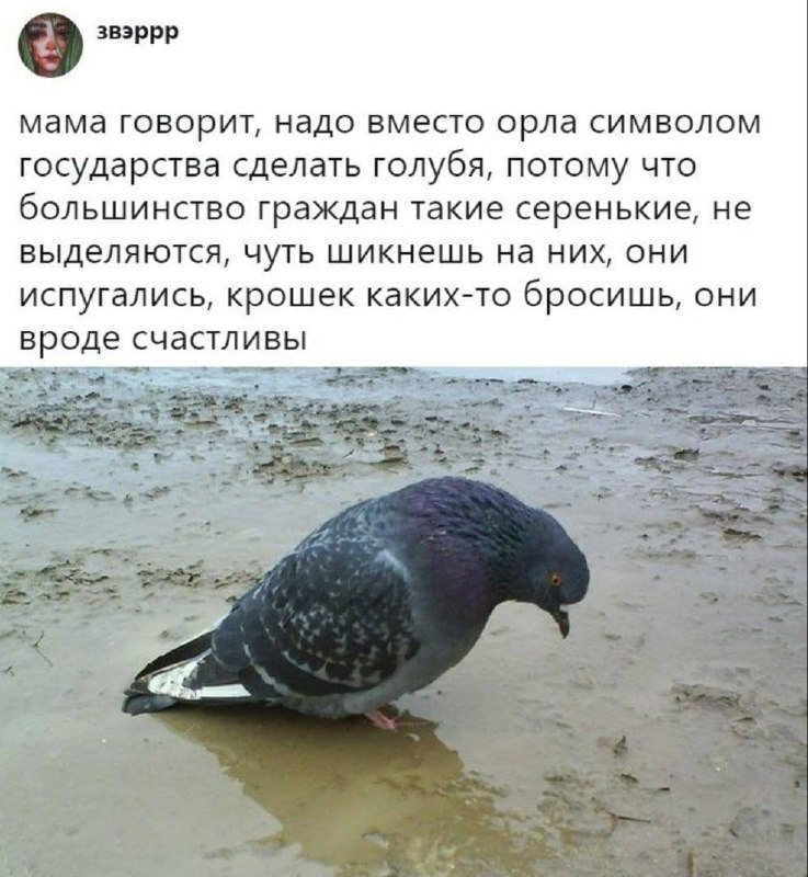 Гумор дня