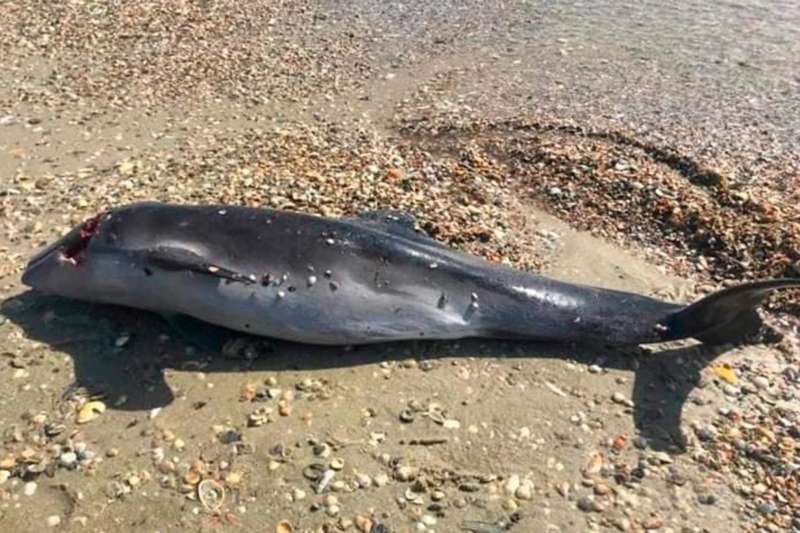 Через військові дії в Чорному морі загинуло кілька тисяч дельфінів