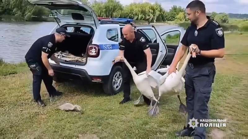 В Теплику врятували пернатих від собак поліцейські