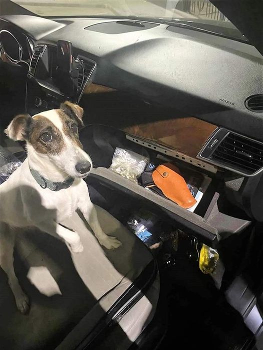 Прикордонний пес Могилів-Подільського загону виявив в автомобілі зброю