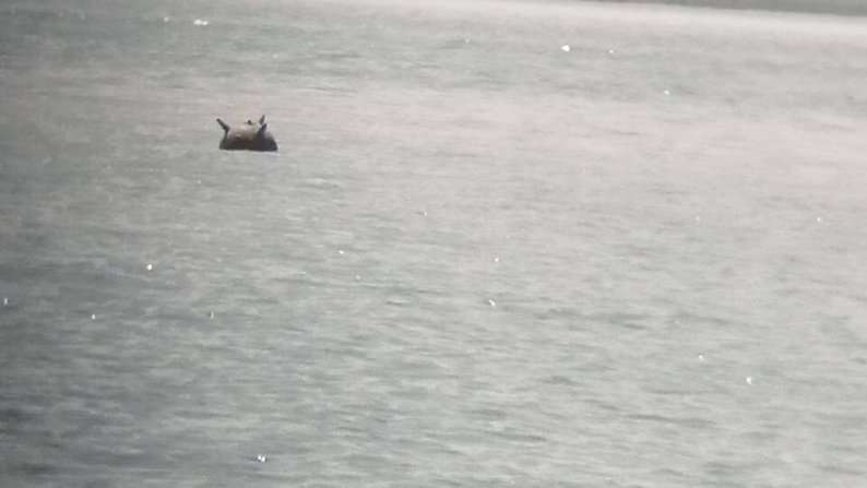 ️В Одеській ОВА попередили, про можливе зривання мін з якоря