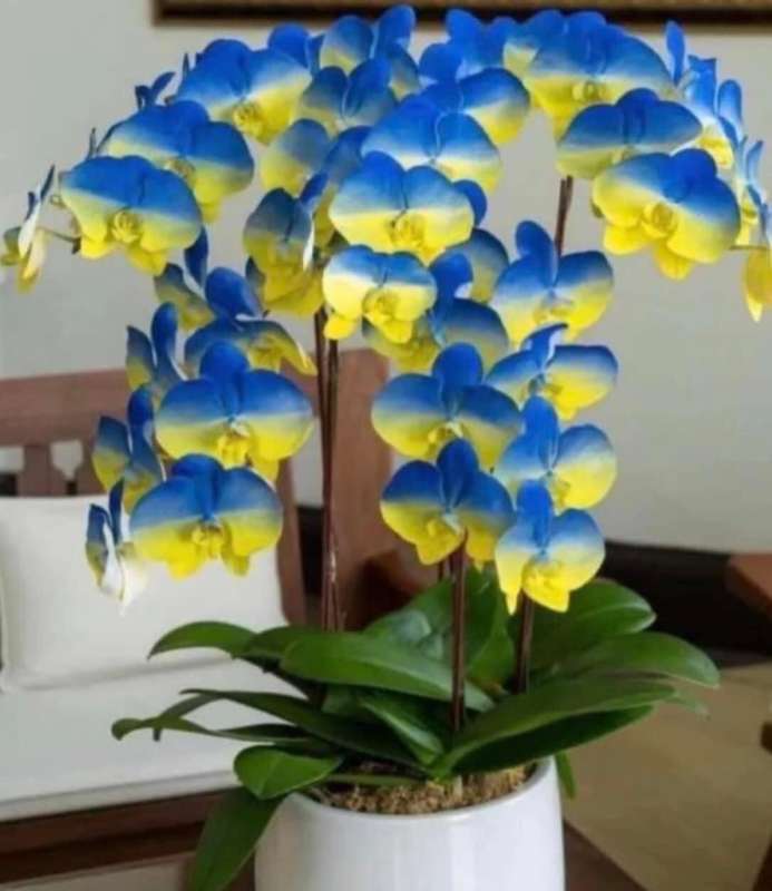 Надзвичайна орхідея