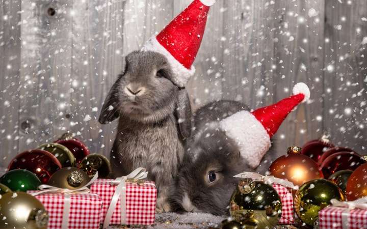 Щоб задобрити Чорного Кролика, подбайте про новорічний наряд