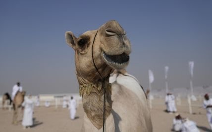Лікарі попередили про спалах “верблюжого грипу”, який набагато смертоносніший, ніж COVID-19 – The Sun
