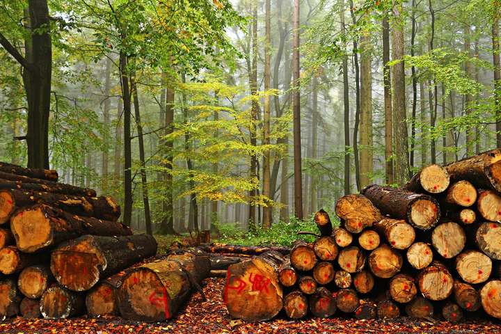 На Вінничині затримали двох лісничих, – підозрюють в корупції та зловживаннях