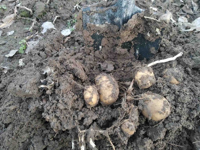 Віталій Дорох з Хмільника викопав молоду картоплю на Новий рік