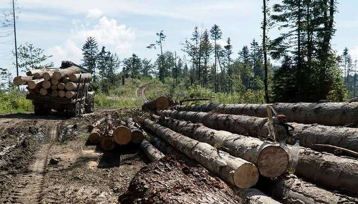 На Вінниччині чиновника лісгоспу при МО підозрюють у незаконному вирубуванні лісу