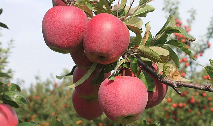 Сім нових сортів яблунь, які ідеально для українського саду