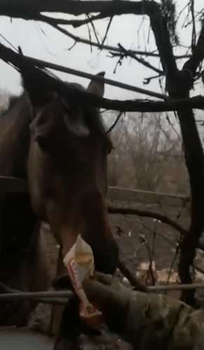 В очах покинутої у Бахмуті кобили Голубки біль, сум і страх (відео)