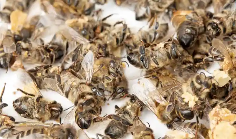 Пасічники на Вінниччині втратили мільйони бджіл