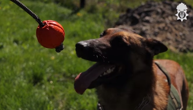 Вінницьким нацгвардійцям на службі допомагає собака Кай (відео)