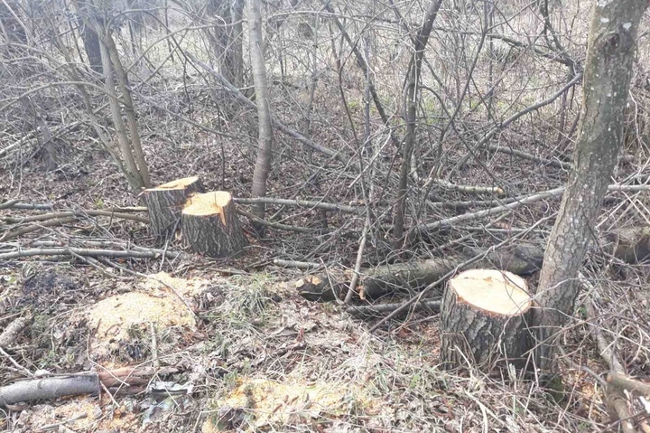 На Вінниччині виявили незаконну вирубку дерев на понад мільйон гривень