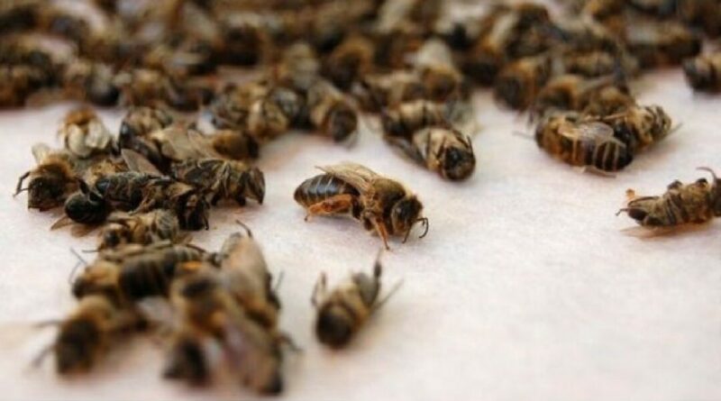 Масовий мор бджіл на Вінниччині “спускається  по тормозах”