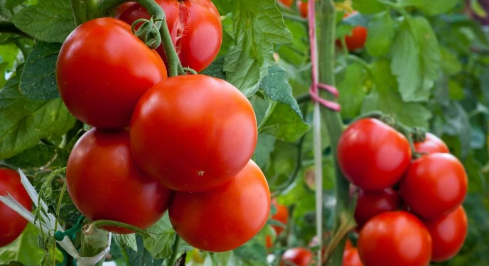 Чому обривають листя на помідорах, і як це зробити правильно