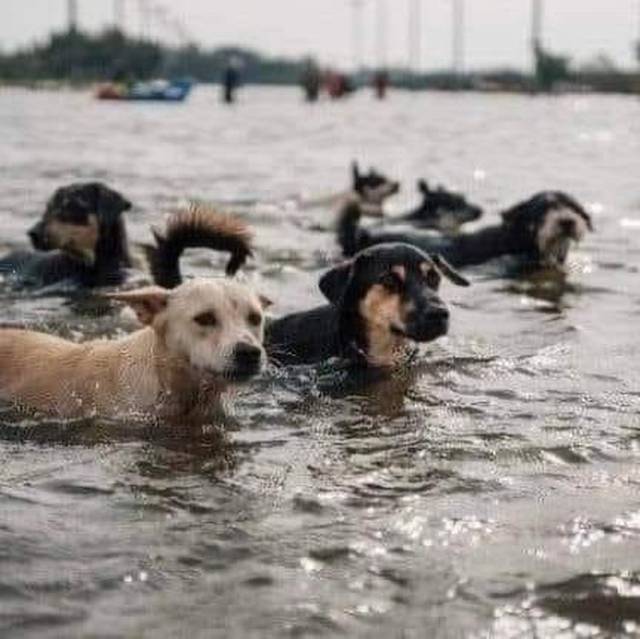 Біда… Біда…Кругом одна Біда… (вірш)