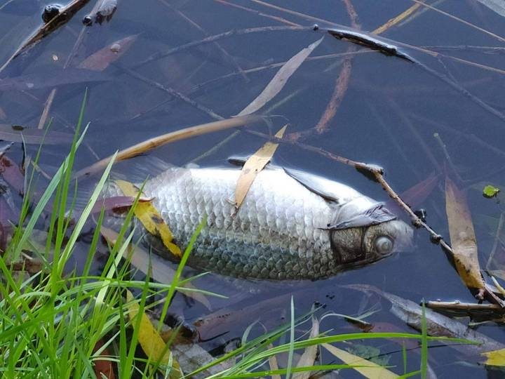 У Вінниці підтвердили мор риби