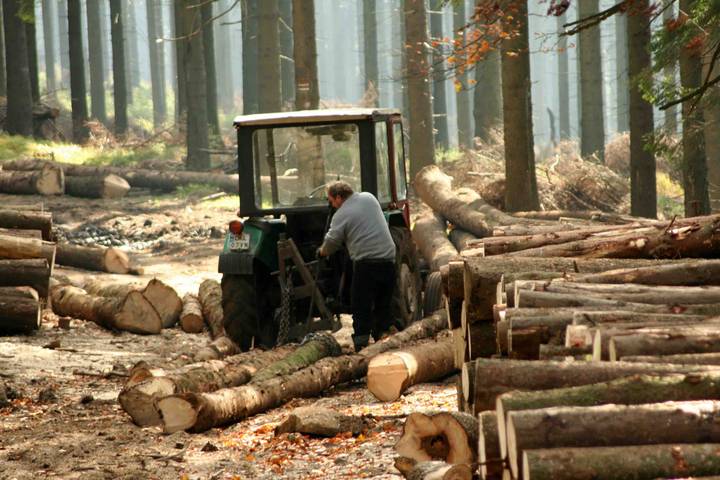 Талонщики валять ліс в Немирівській ТГ