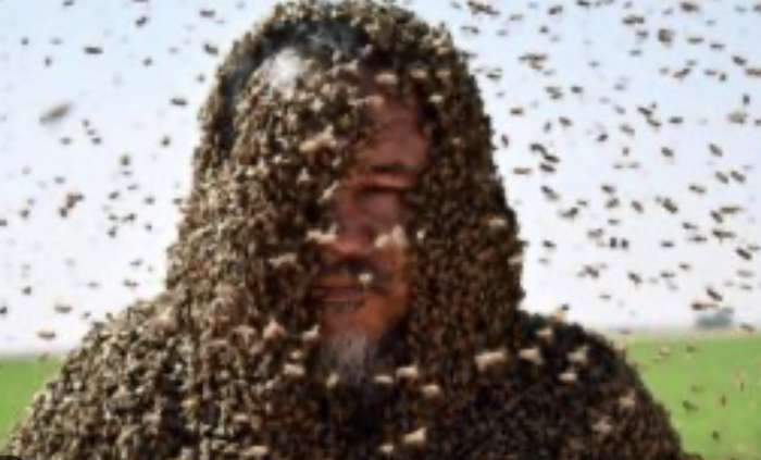 На Вінниччині бджоли до смеpті закусали чоловіка