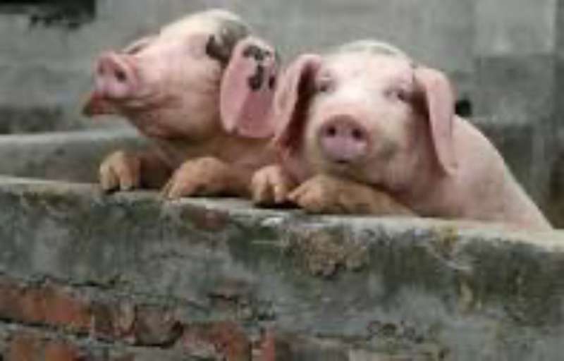 Спалах африканської чуми свиней на Вінниччині