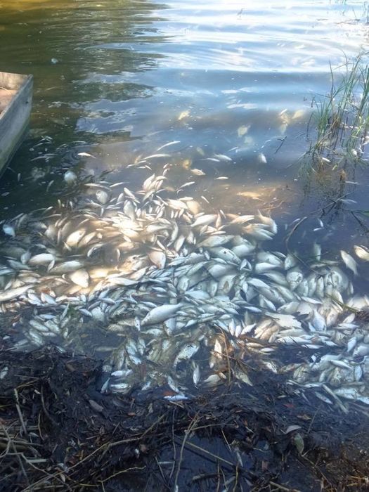 На Ладижинському водосховищі виявили масовий мор риби