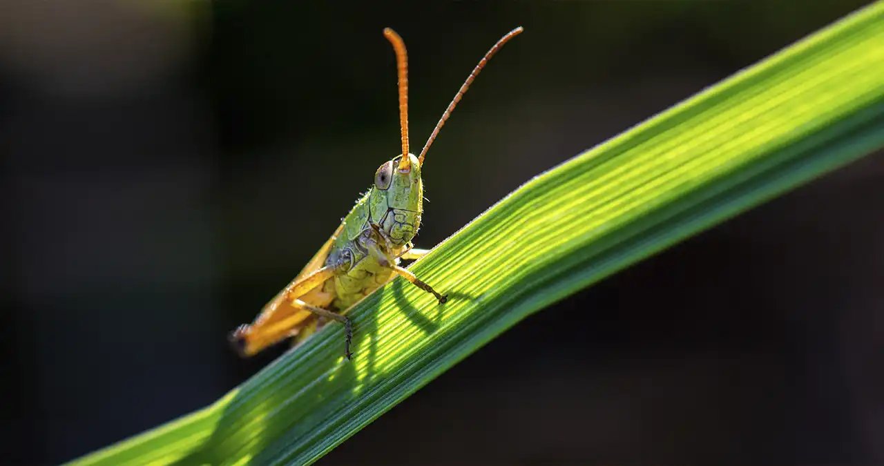 Нова мода на поїдання комах: будеш здоровим і худим