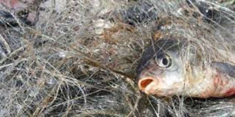 На Вінниччині браконьєри наловили риби майже на 74 тисячі