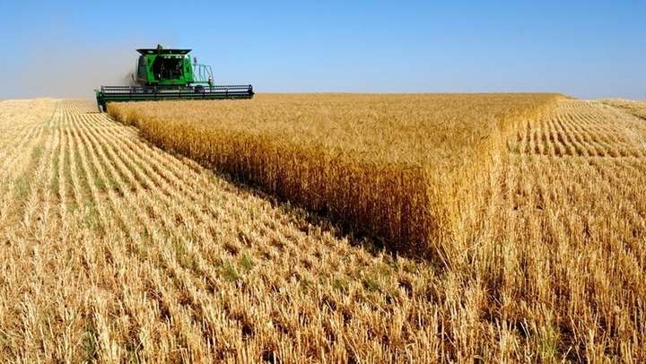 В Україні рекордна врожайність ранніх зернових культур