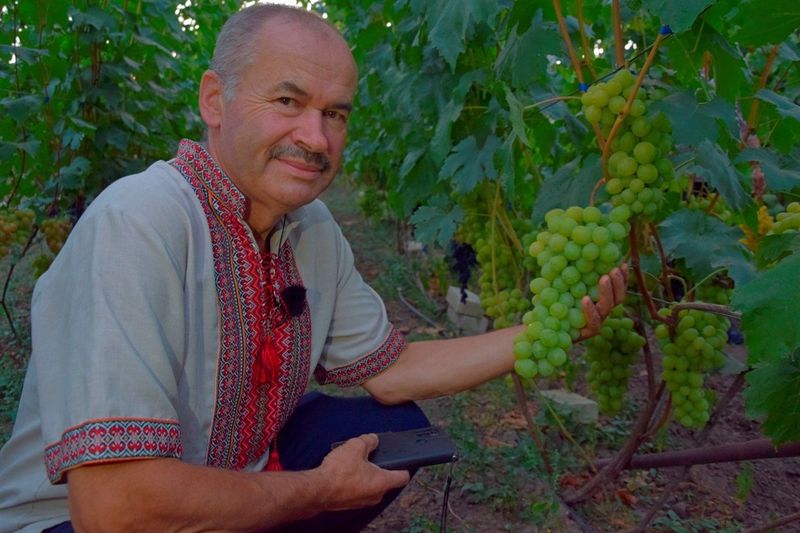 Вінничанин вирощує 500 сортів винограду