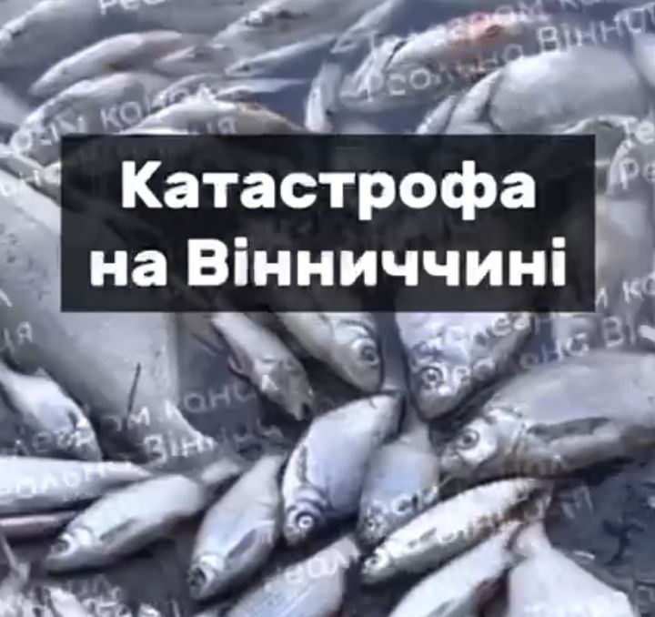 Екологічна катастрофа: в районі с. Степашки знайдено тонни мертвої риби (відео)