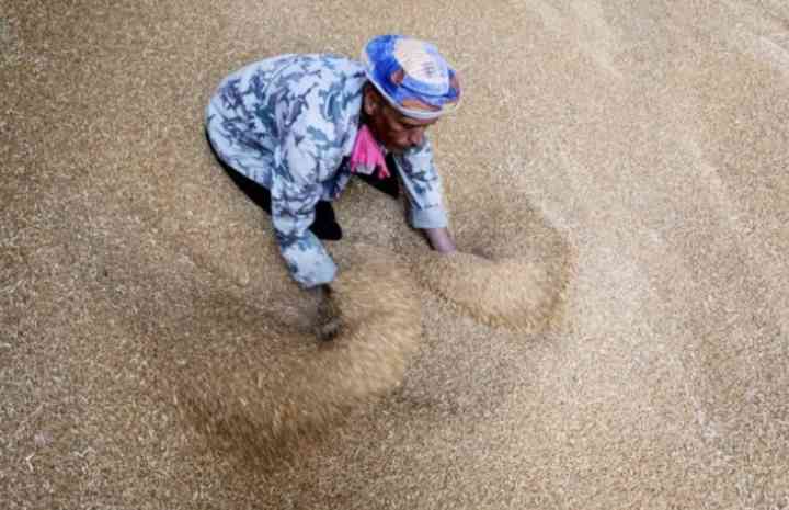 Єгипет відмовився від російської пшениці після того, як РФ змінила ціну – Bloomberg