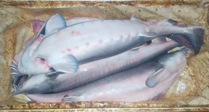 Загибель червонокнижних осетрових і регулярний мор риби на Бугу