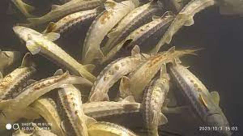 9 тонн червонокнижної риби загинуло на Вінниччині