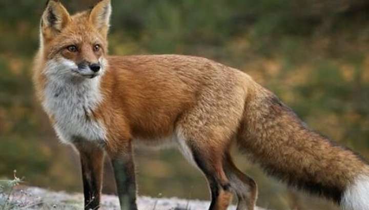 101 лисицю вполювали мисливці на Вінниччині за два дні