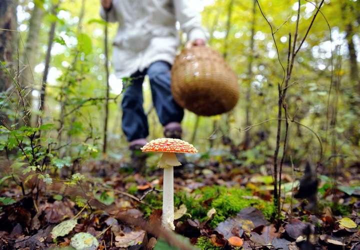 П‘ять випадків отруєння грибами, і всі в одній громаді