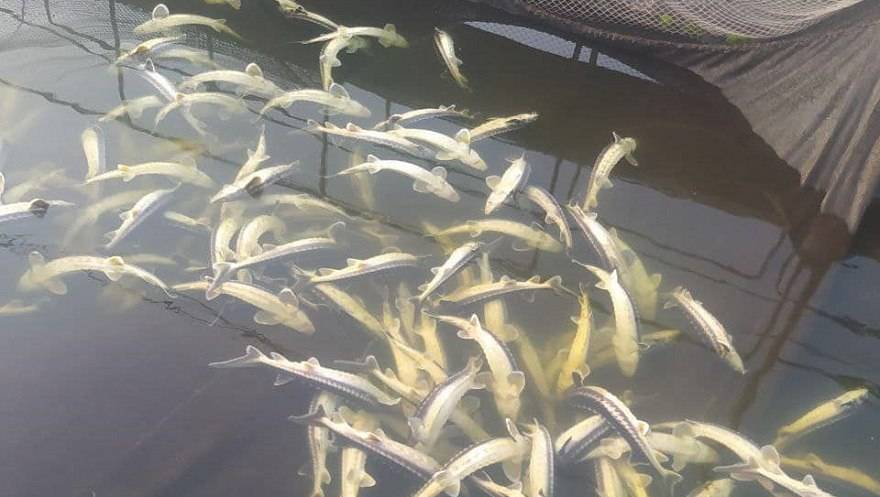 Власник загиблих осетрових вперше взяв участь у робочій групі по отруєнню риби