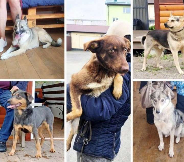 Новий дім знайшли 74 собаки з муніципального притулку Вінниці