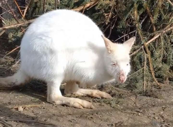 Кенгуру-альбіноса випустили до відкритого вольєру в зоопарку Вінниці