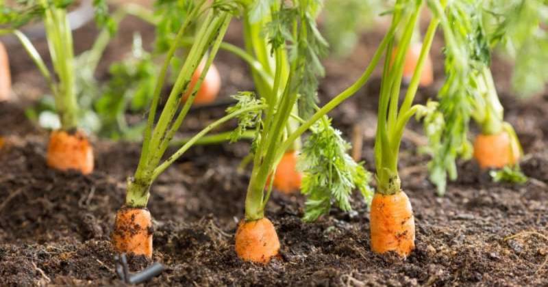 Коли сіяти моркву у відкритий ґрунт навесні – вдалі дати