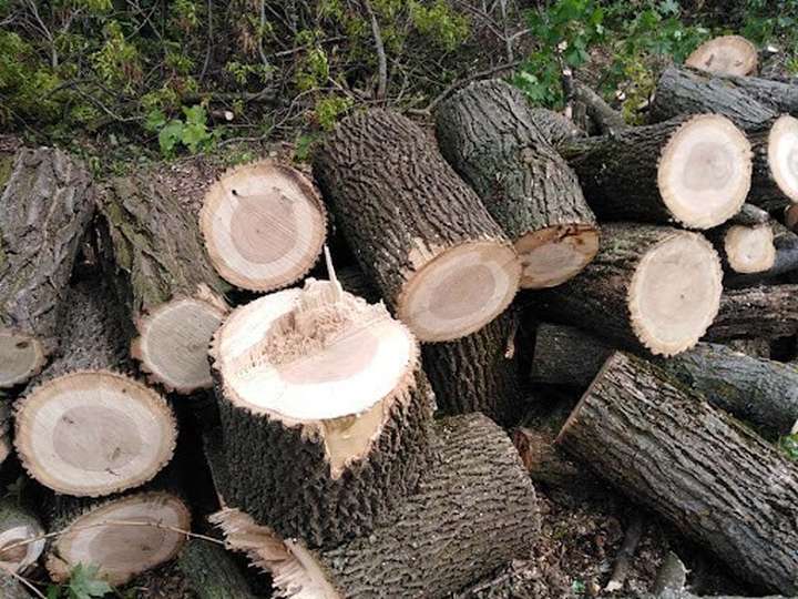 Житель Вінниччини заплатить майже 100 тис грн за незаконну рубку дерев