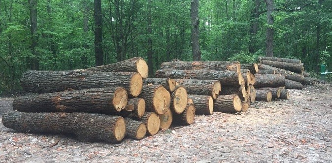 У незаконній вирубці 10 тисяч дерев підозрюються екс-керівника лісгоспу на Вінниччині