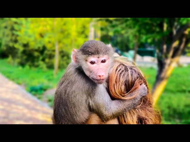 У Подільському зоопарку поповнення: народилось мавпенятко гамадрил