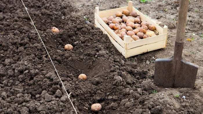 Коли садити картоплю, щоб зібрати багатий урожай