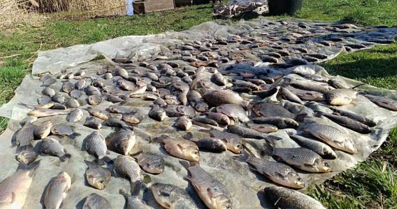 На Вінниччині браконьєри наловили риби на 1 млн гривень