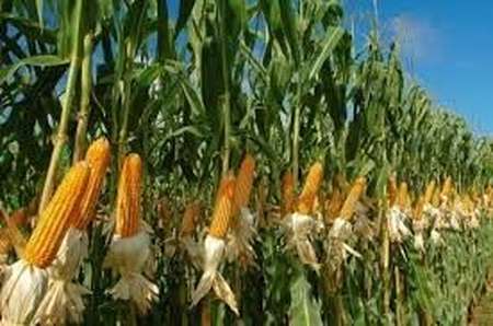 На Вінниччині посівні площі кукурудзи зменшаться на 30 тис. га