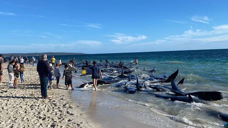 158 китів викинулися на берег в Австралії