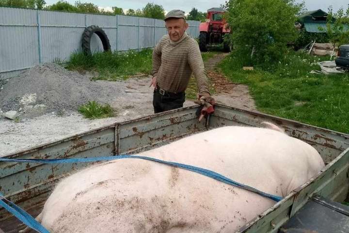 Чоловік з Вінниччини вигодував 400 кілограмового кабана і подарував ЗСУ