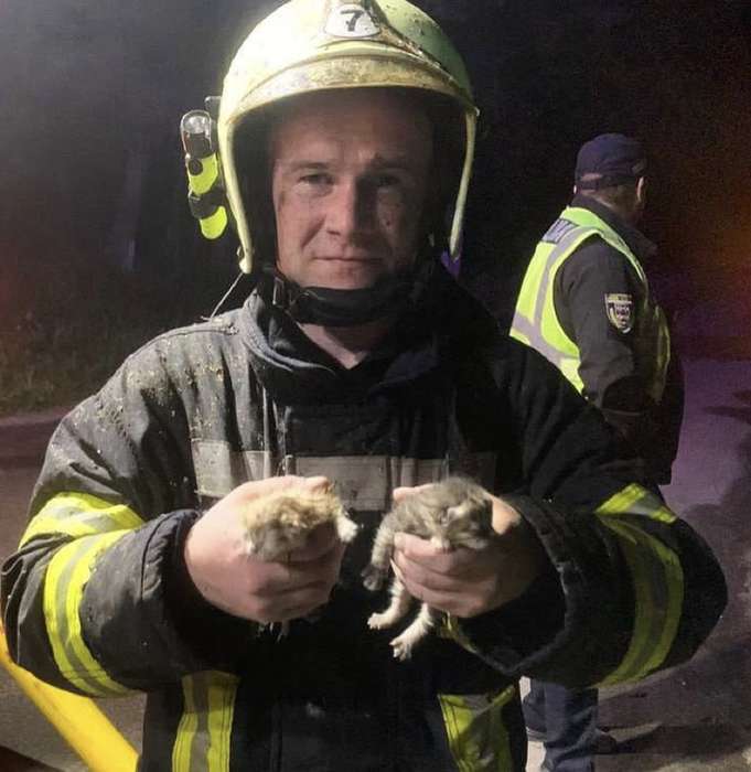 У Літинській громаді з пожежі врятували двох кошенят